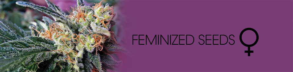 Feminized Seeds