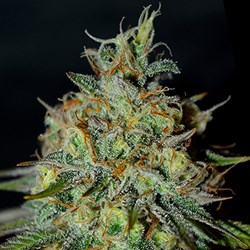 G13 LABS SEEDS PICANTE