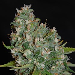 Buy G13 Labs Super Skunk Feminized Seeds by G13 Labs