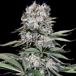 Buy G13 Labs Super Skunk Feminized Seeds by G13 Labs