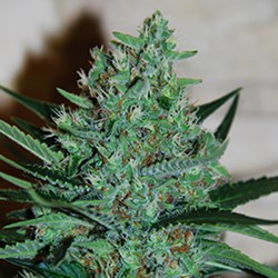 Buy G13 Labs Skunk #1 Feminized Seeds by G13 Labs