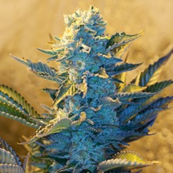 Buy G13 Labs Northern Lights X Skunk Feminized Seeds by G13 Labs