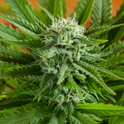 G13 Labs Seeds AUTO Pineapple Express