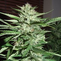 G13 Labs Seeds Pineapple Express